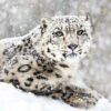 Sneeuwpanther Test object